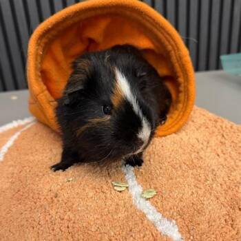 Rescue Short Haired Guinea Pigs for Adoption in Olmos Park, Texas - PePe | PetCurious
